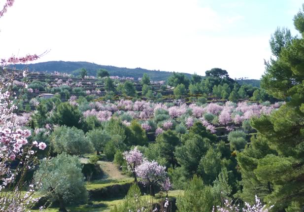 Hotel El Sester. Almendros